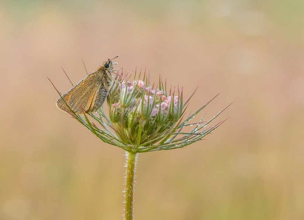 Schmetterling in den frühen Morgenstunden