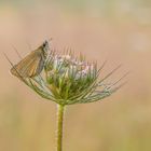 Schmetterling in den frühen Morgenstunden