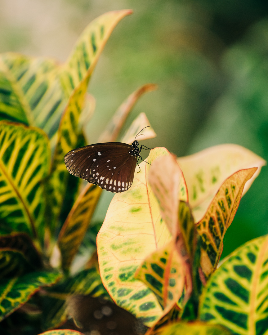 Schmetterling in den großen Blättern 2020