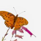 Schmetterling in den Harry P. Leu Gardens in Orlando