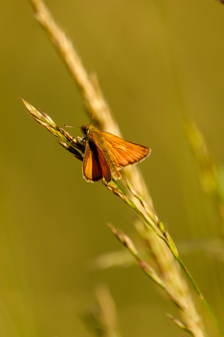 Schmetterling in den Obstwiesen