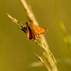 Schmetterling in den Obstwiesen