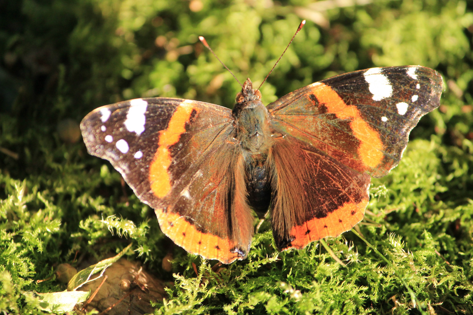 Schmetterling in der Abendsonne