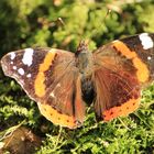 Schmetterling in der Abendsonne