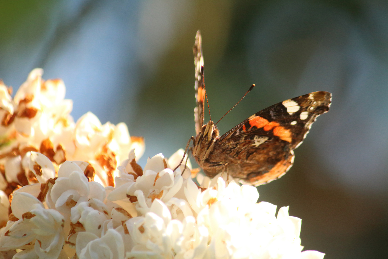 Schmetterling in der Abendsonne....