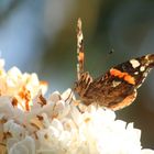 Schmetterling in der Abendsonne....