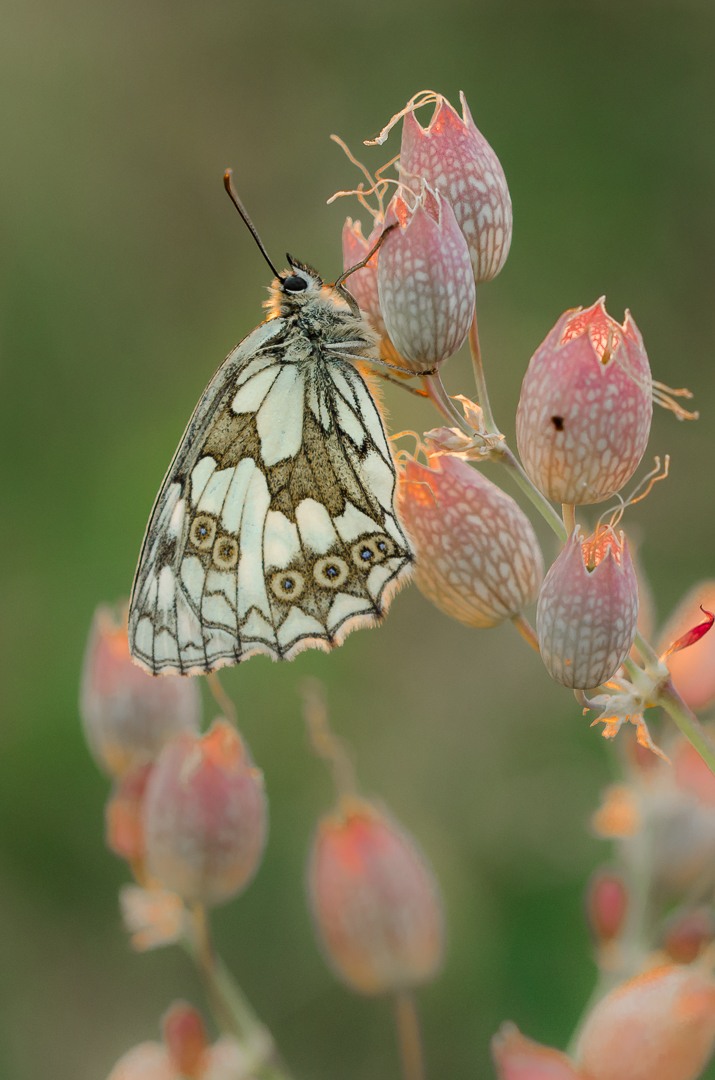 Schmetterling in der Abendsonne