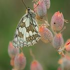 Schmetterling in der Abendsonne