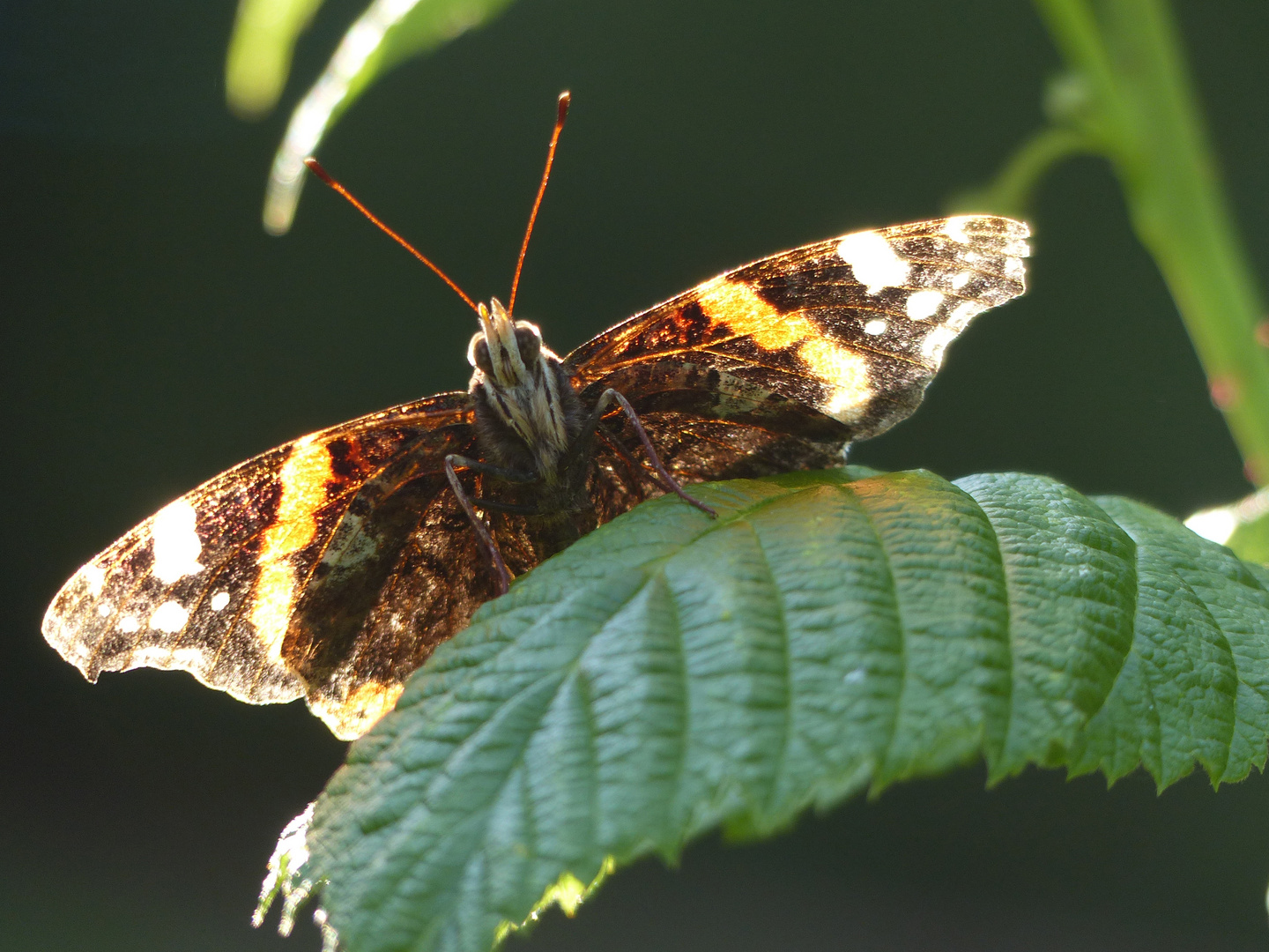 Schmetterling in der Abendsonne