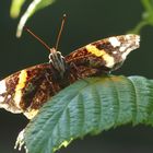 Schmetterling in der Abendsonne