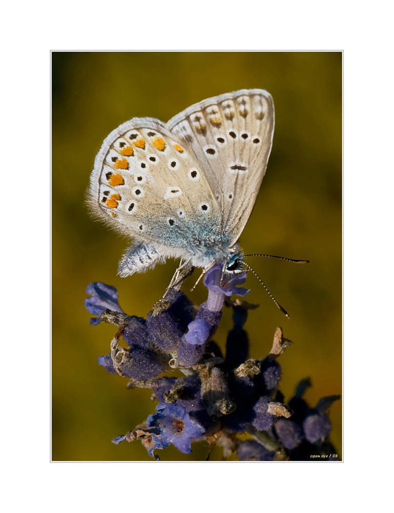 Schmetterling in der Abendsonne