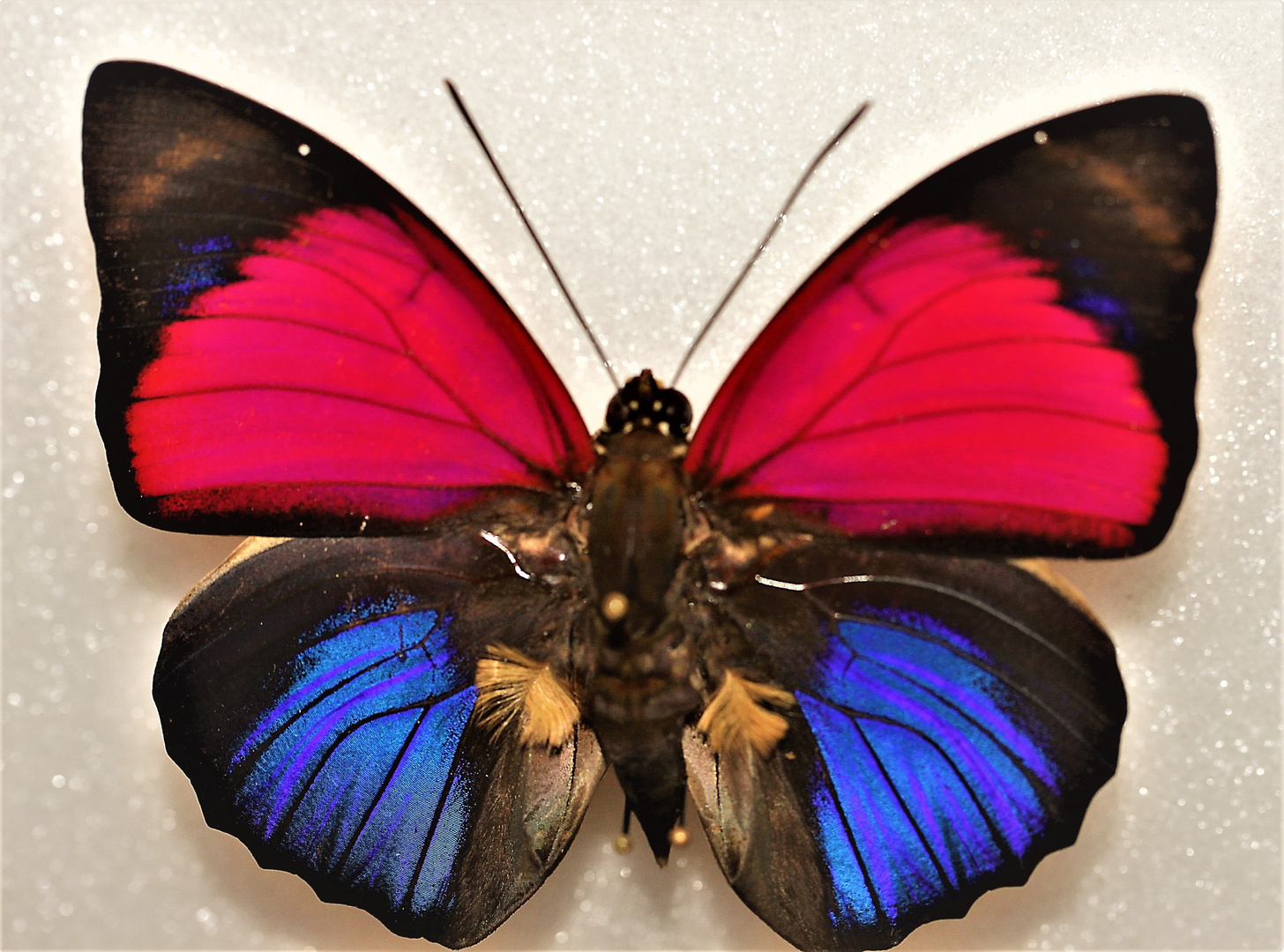 Schmetterling in der Ausstellung