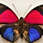 Schmetterling in der Ausstellung