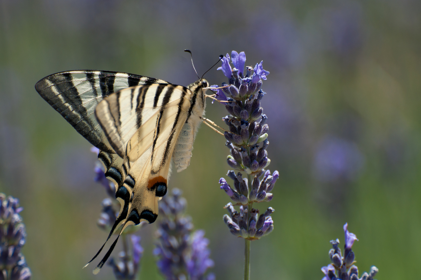 Schmetterling in der Balkan-Mittagssonne