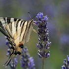Schmetterling in der Balkan-Mittagssonne