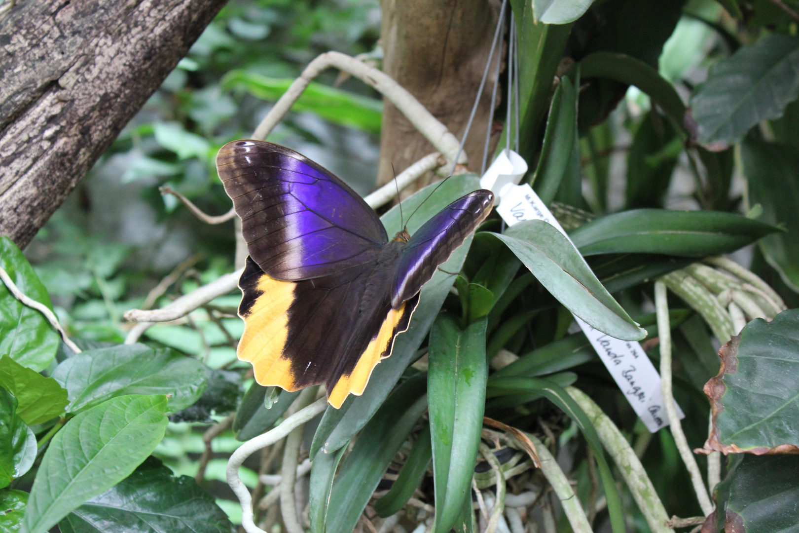 Schmetterling in der Biosphäre Potsdam