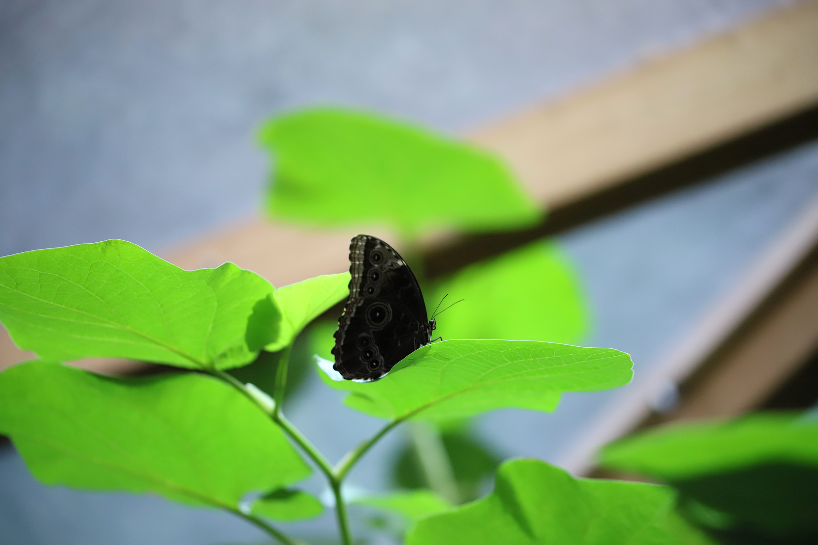 Schmetterling in der Biosphäre Potsdam