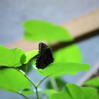 Schmetterling in der Biosphäre Potsdam