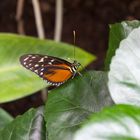 Schmetterling in der Biosphäre Potsdam