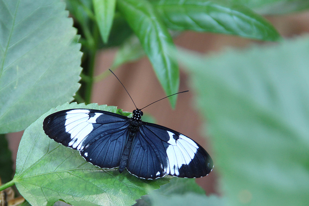 Schmetterling in der Biosphäre Potsdam.