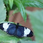 Schmetterling in der Biosphäre Potsdam.