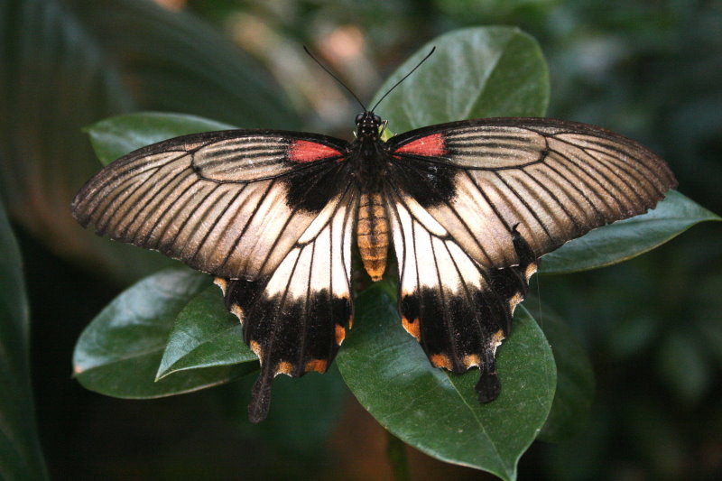 Schmetterling in der Botanika Bremen