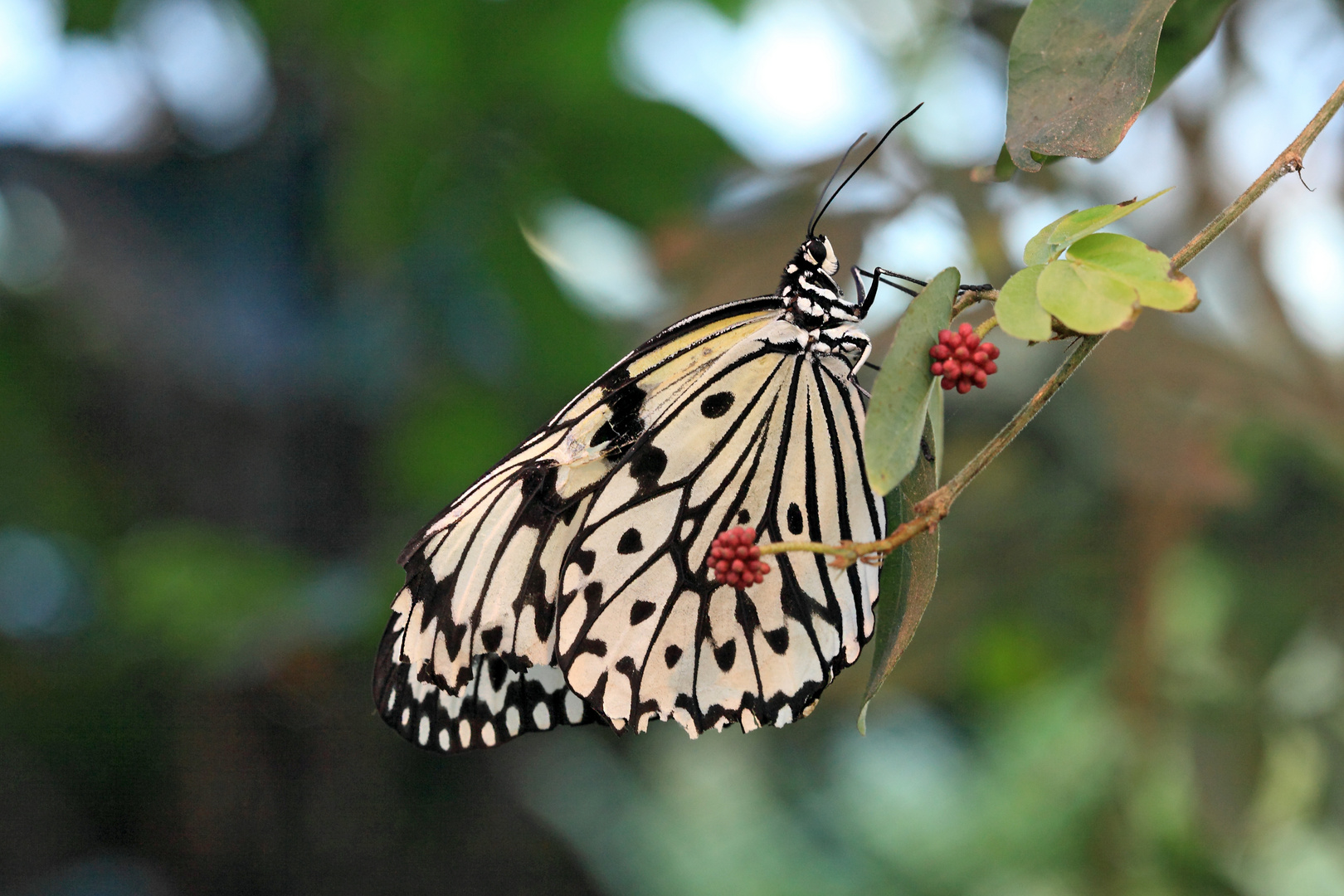 Schmetterling in der Botanika Bremen