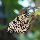 Schmetterling in der Botanika Bremen