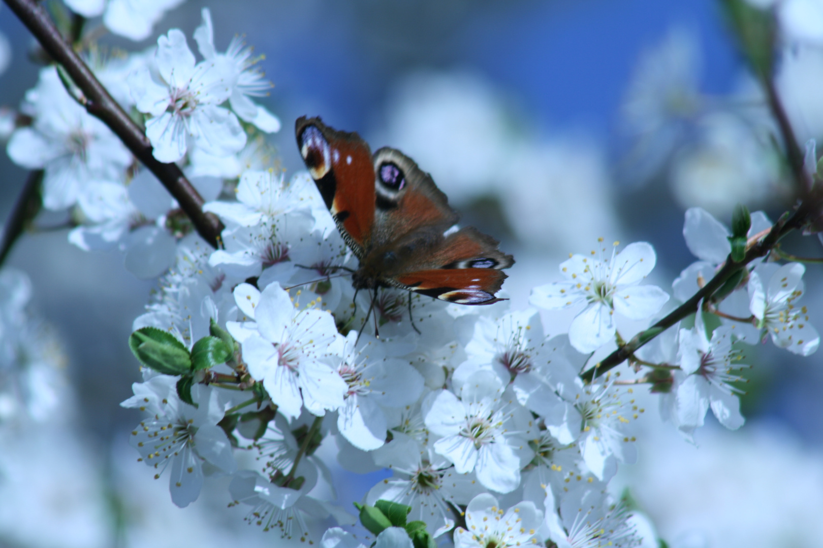 Schmetterling in der Frühlings Blühte IMG_8883