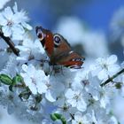 Schmetterling in der Frühlings Blühte IMG_8883