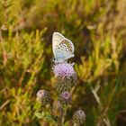 Schmetterling in der Heide 