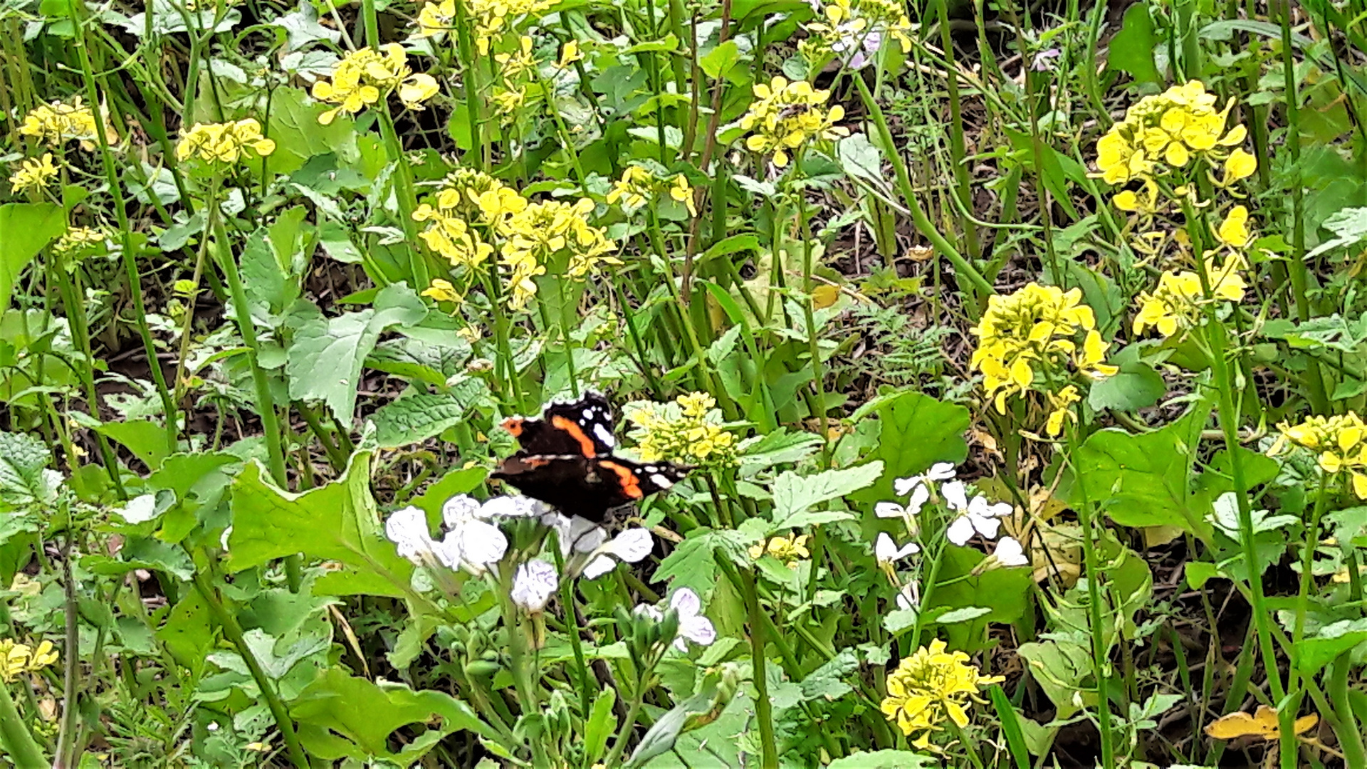 Schmetterling in der Honigwiese