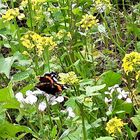 Schmetterling in der Honigwiese