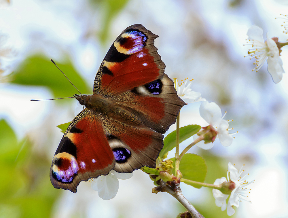 Schmetterling in der Kirschblüte