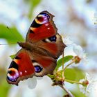 Schmetterling in der Kirschblüte