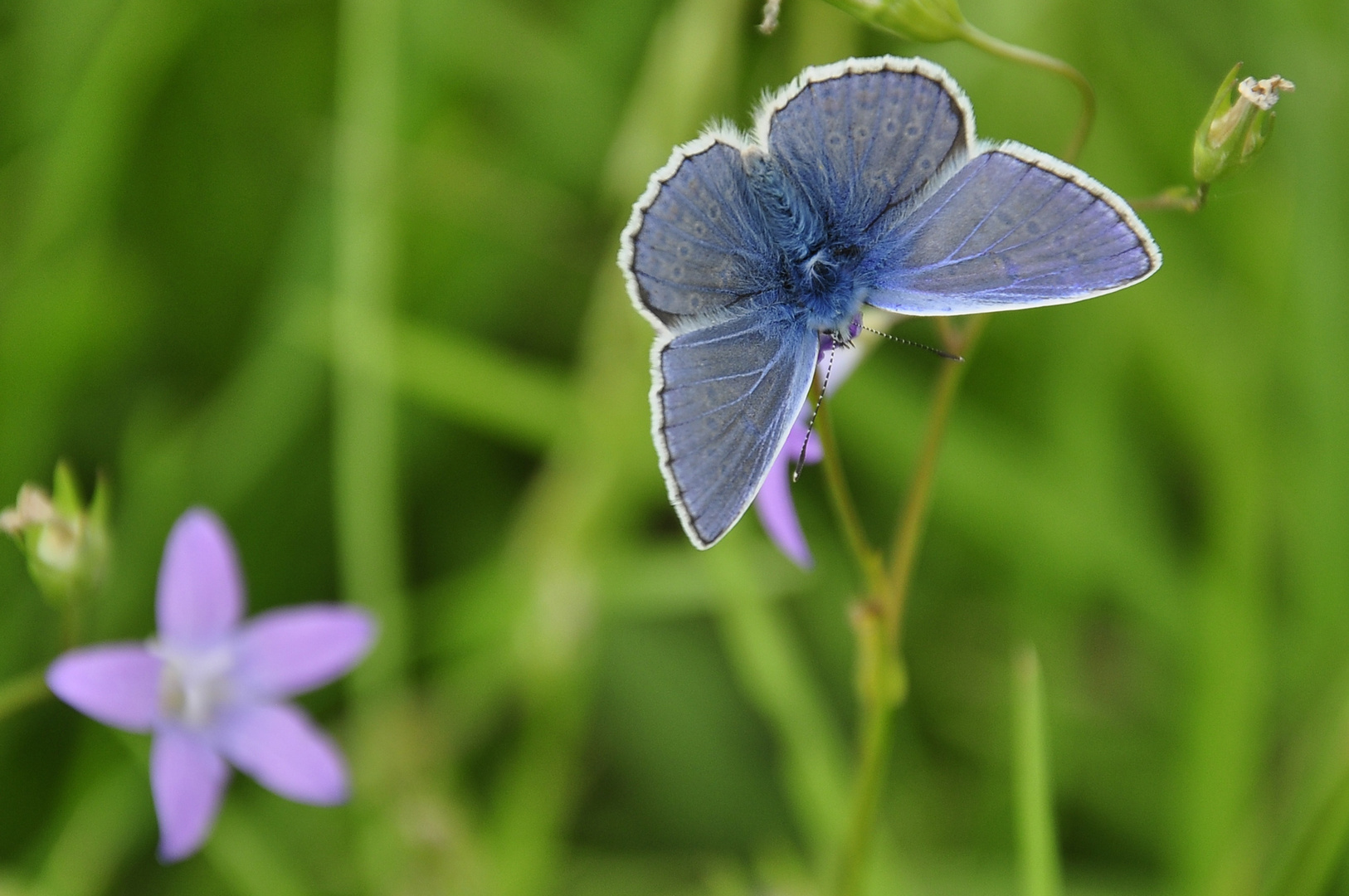 Schmetterling in der Mittagssonne