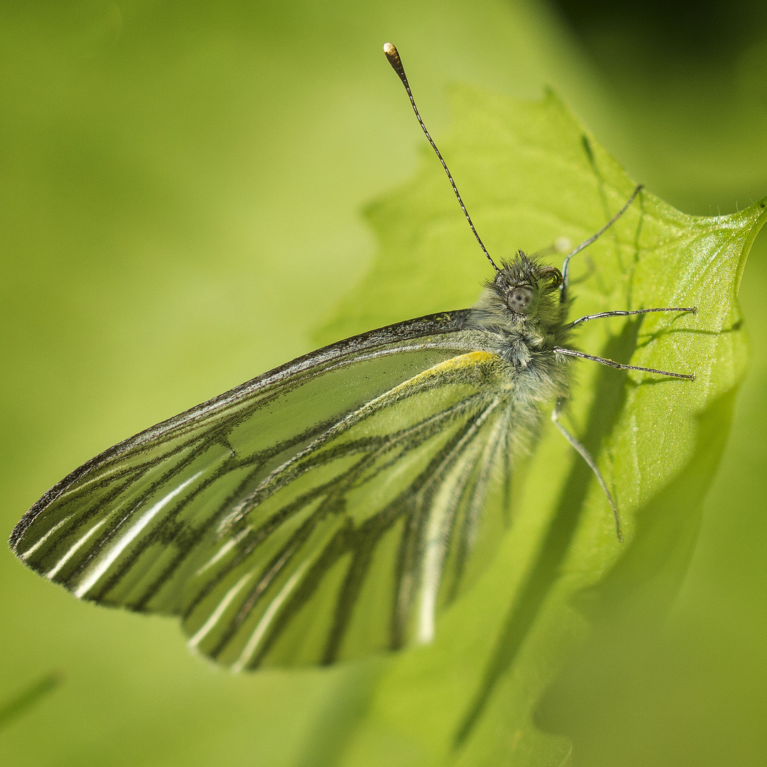 Schmetterling in der Morgensonne