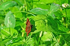 Schmetterling in der Morgensonne