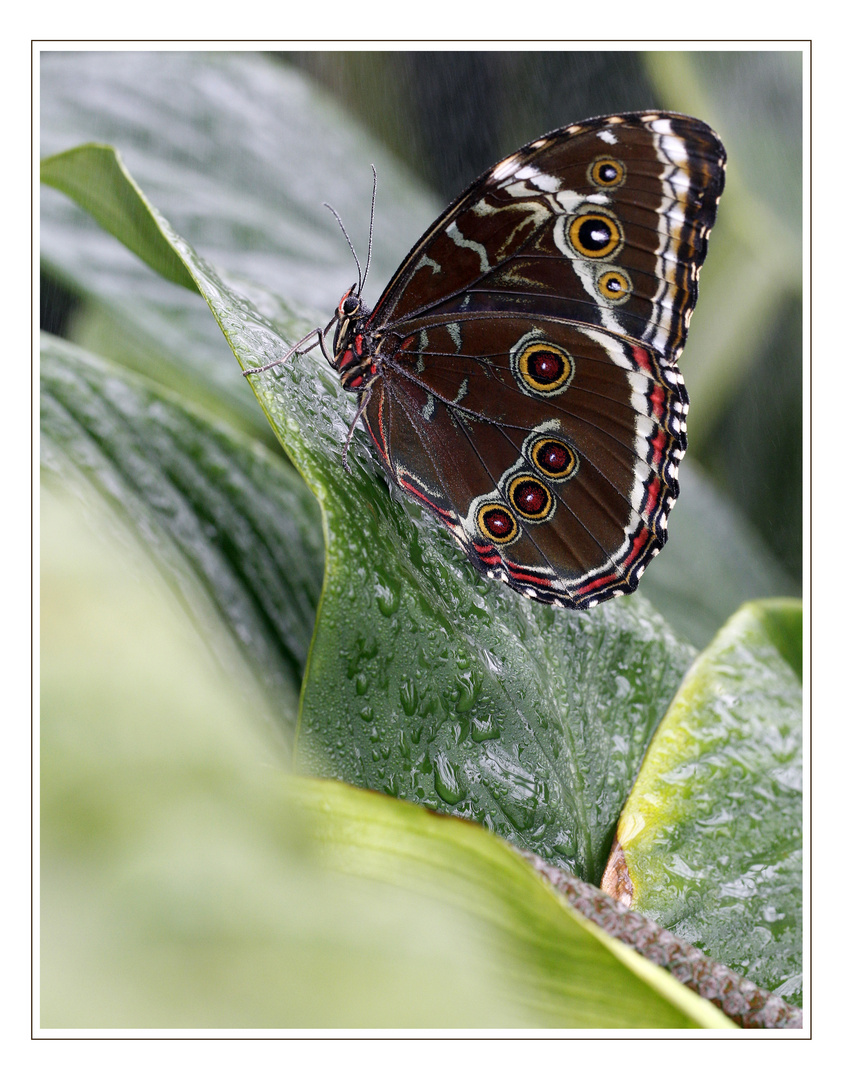 Schmetterling in der Nebeldusche