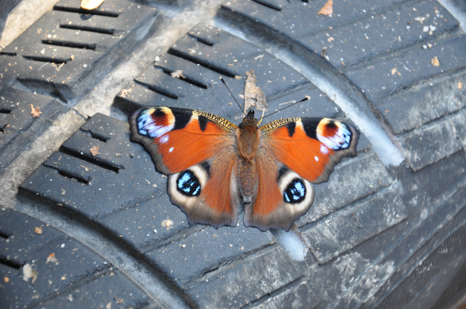 Schmetterling in der Oktobersonne