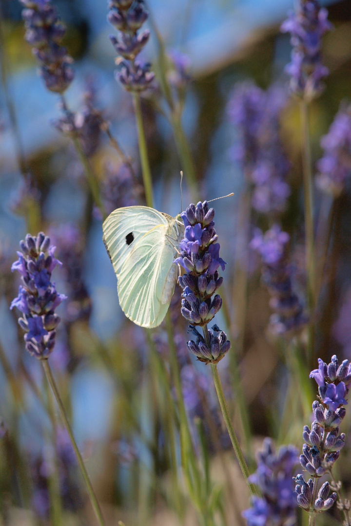 Schmetterling in der Provence