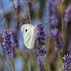 Schmetterling in der Provence