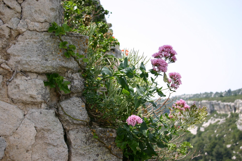 Schmetterling in der Provence