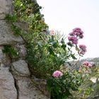 Schmetterling in der Provence