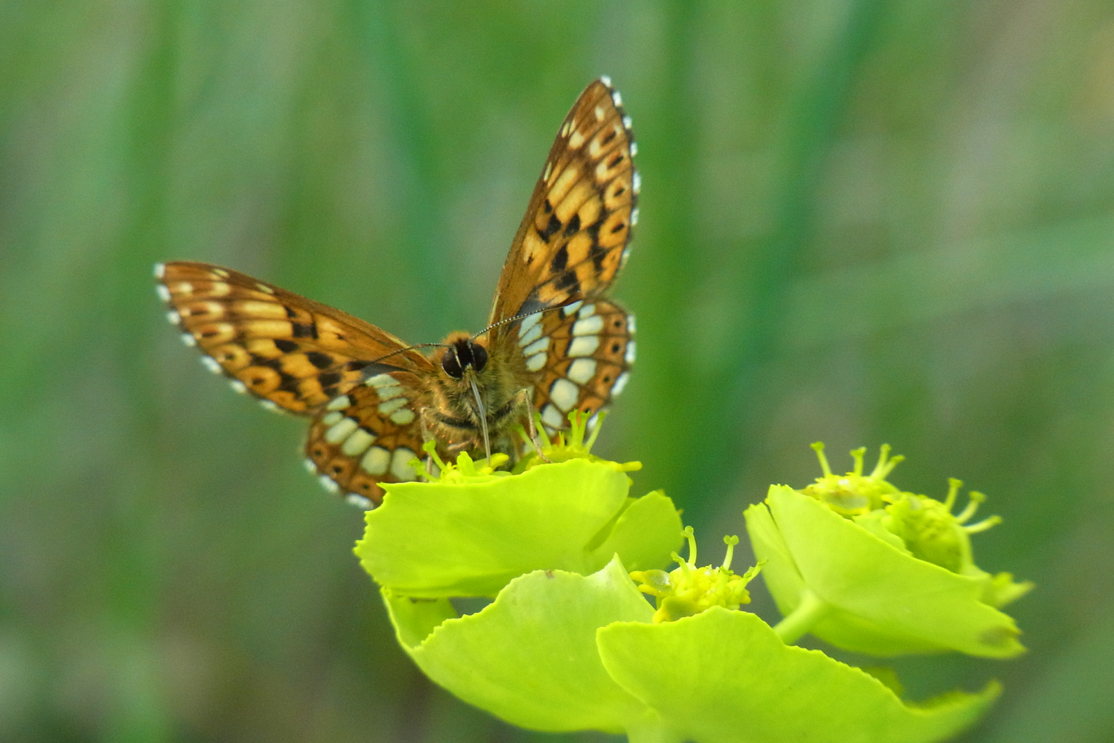 Schmetterling in der Provence