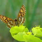 Schmetterling in der Provence