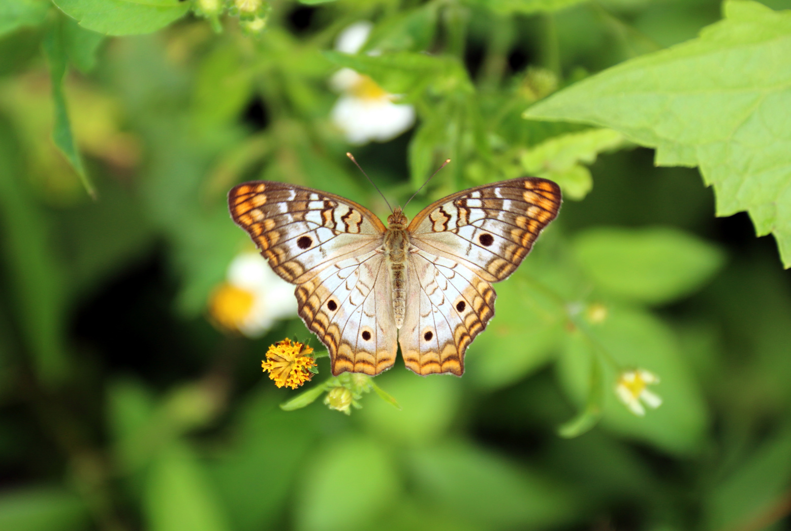 Schmetterling in der Sierra del Escombray - Cuba