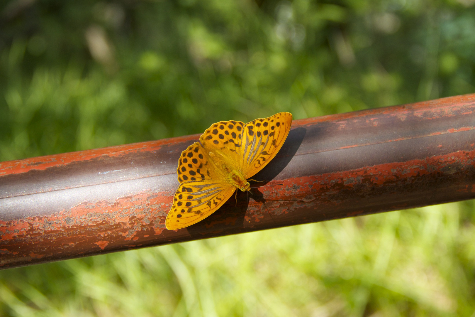 Schmetterling in der Sonne