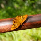 Schmetterling in der Sonne