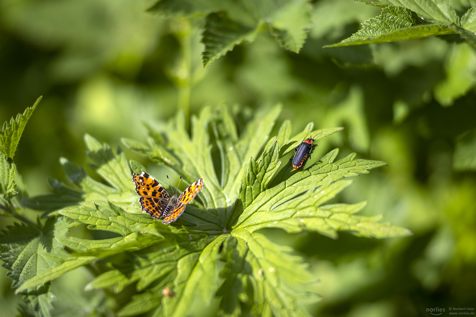 Schmetterling in der Sonne